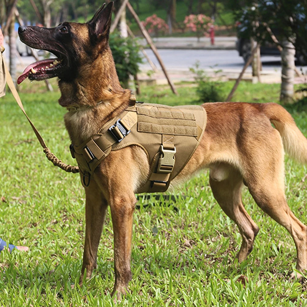 Large Dog Harness & Leash Set with Collar