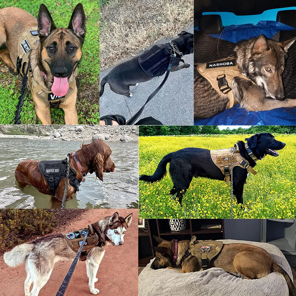 Large Dog Harness & Leash Set with Collar